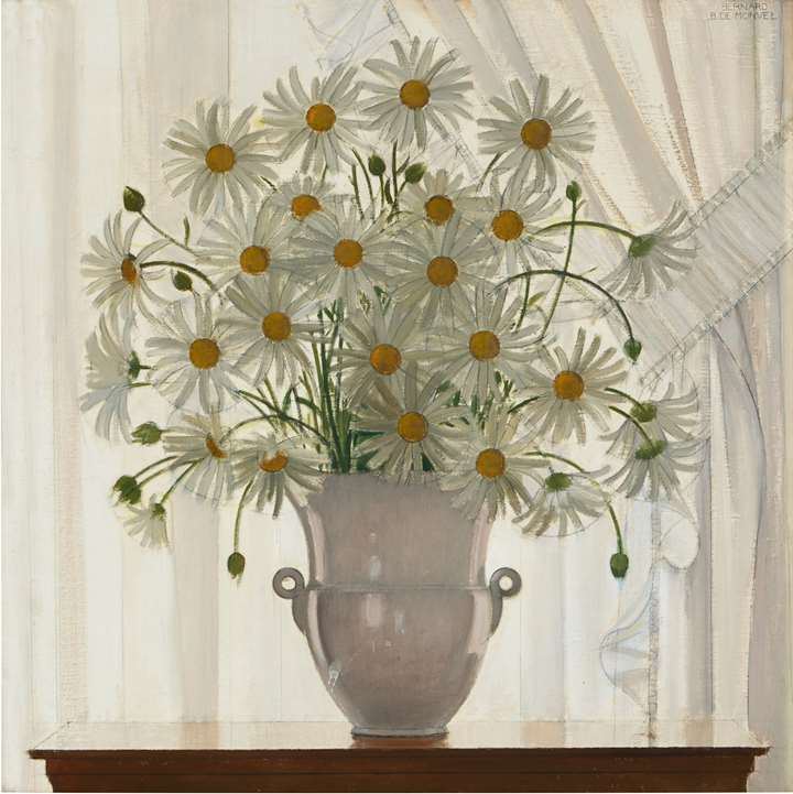 Daisies in the shade